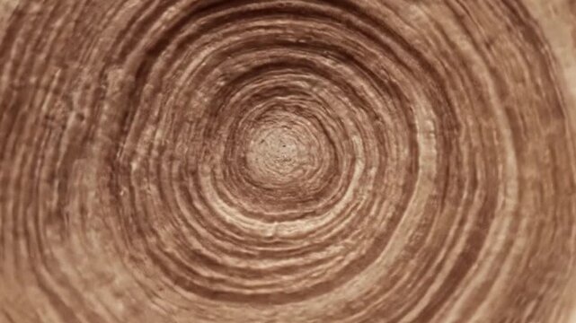 A captivating close-up view of a tree trunk's cross-section reveals an intricate pattern of concentric growth rings. The natural wood grain showcases a spectrum of warm, earthy brown, tan, and beige t