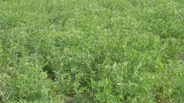 Dense Green Vegetation Covering Agricultural Field