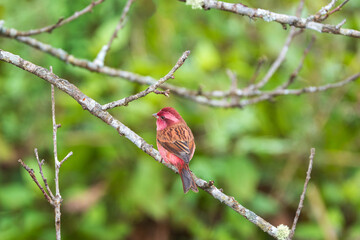 Pink-browed Rosefinch perched on a branch, highlighting its soft pink brow, streaked plumage, and gentle posture, a charming Himalayan finch in natural mountain habitat.