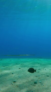 Group of Flutemouth fish swim over sandy seabed of blue water on bright, sunny day. School of Bluespotted Cornetfish or Smooth Flutemouth (Fistularia commersonii)