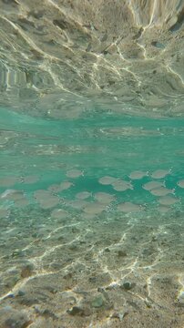 School of flagtail fish swims on sandy-stony shallow with sun glare on seabed, fishes sparkling in midday sunlight. Barred flagtail, Fiveband flagtail or Five-bar flagtail (Kuhlia mugil)