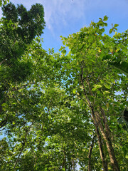Fototapeta premium Sunlight filtering through a lush green tree canopy. Peaceful forest with vibrant green leaves under the sun. Lush green forest canopy with clear blue sky. Sunlit forest path with green trees
