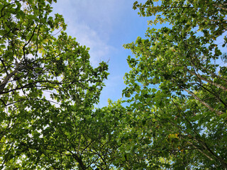 Obraz premium Green canopy with clear blue sky shining through. Leaves forming a lush green canopy under the bright sky. Vibrant green trees creating a peaceful canopy. Nature’s green canopy with clear skies