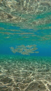 Flagtail fishes swim above sandy-stoned shallow in sunlight, against blue water with school of Silversides Atherina. Striped Flagfish or Five-stripped Flagfish (Kuhlia mugil)