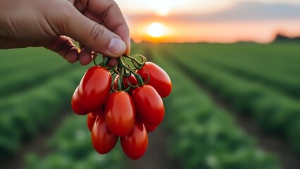 Hand holding fresh ripe cherry tomatoes at sunset in agricultural field with green crop rows. Organic farming harvest concept for healthy eating.