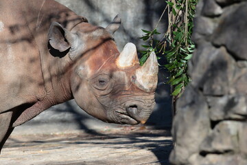 ヒガシクロサイ