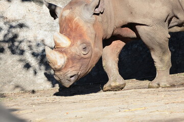 ヒガシクロサイ