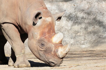 ヒガシクロサイ