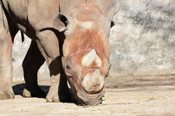 ヒガシクロサイ