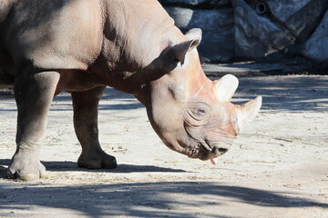 ヒガシクロサイ