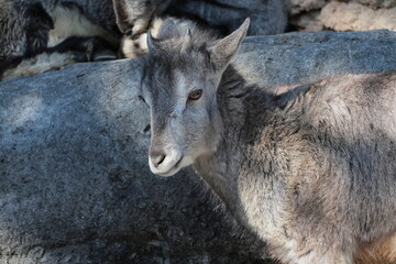 スーチョワンバーラル