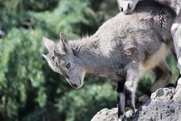 スーチョワンバーラル