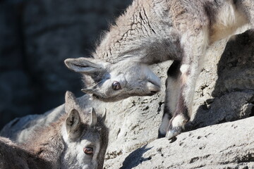スーチョワンバーラル