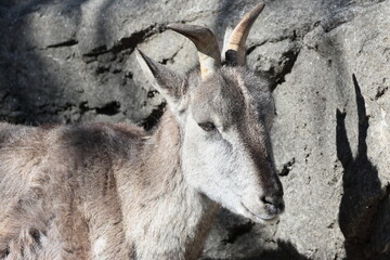 スーチョワンバーラル
