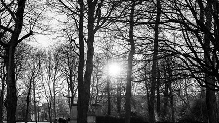 silhouette of a tree in a fog
