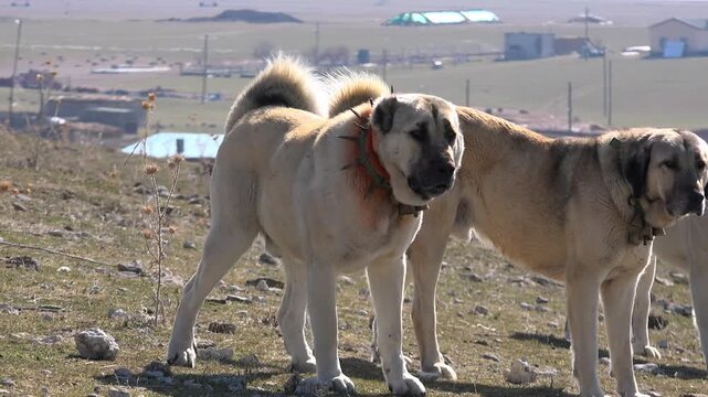Strong white cream Kangal Karabash Anatolian Shepherd dog standing proudly in open meadow. Powerful livestock guardian breed shows muscular body calm stance and natural rural environment.