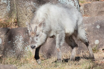 ニホンカモシカ