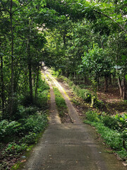 Fototapeta premium Tall green trees standing in a lush and vibrant landscape. Lush landscape with vibrant green trees and clear skies. Healthy green trees in a thriving, lush natural environment. 