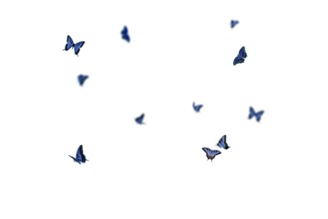 Butterfly on transparent background. Butterfly  isolated. Realistic butterflies postcard card frame Collection set of multicolored butterflies