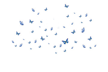 Butterfly on transparent background. Butterfly  isolated. Realistic butterflies postcard card frame...