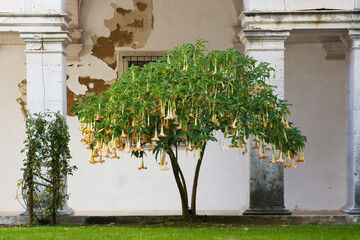 Brugmansia Arborea with Golden Yellow Angel's Trumpet Flowers