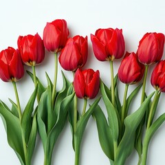 Fototapeta premium Bright red tulips arranged beautifully on a soft white background for a spring display