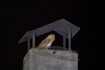 Nocturnal Owl Resting on a Chimney Perch