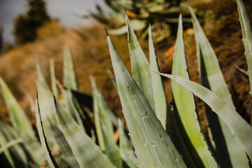 Sharp green agave leaves captured in close-up, with natural sunlight highlighting texture and detail. Typical Mediterranean succulent plant in a dry, rural area.
