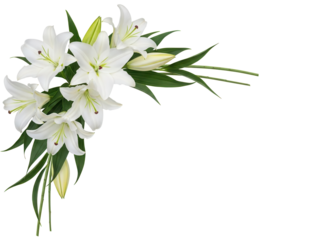 Elegant white lily corner arrangement with long green stems isolated on white background