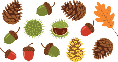 Forest seed and cone collection featuring various pine cones acorns chestnuts and oak leaves for autumn nature woodland park and vector design. © Shefali