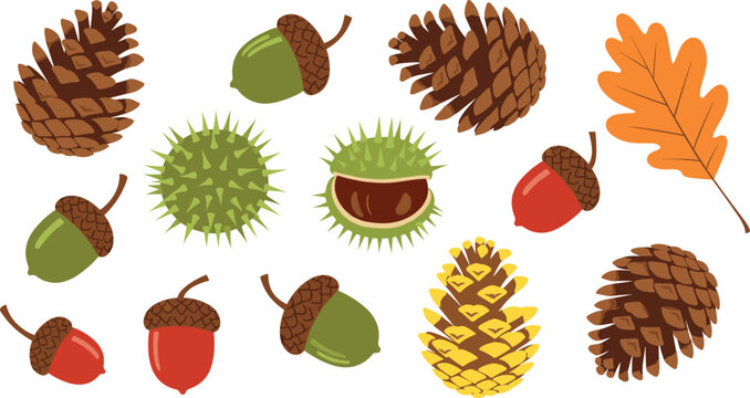 Forest seed and cone collection featuring various pine cones acorns chestnuts and oak leaves for autumn nature woodland park and vector design.