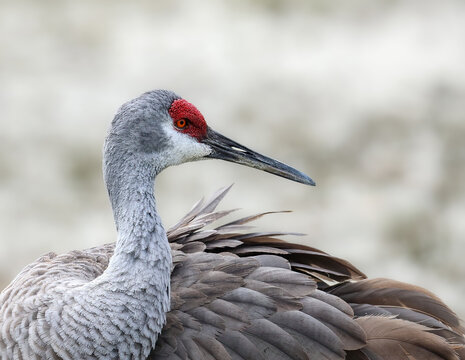 Preening Sandhill Crane Silver Light