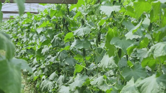 Bountiful cucumber vines heavy with ripe fruit growing in neat rows inside a modern industrial greenhouse, demonstrating high-tech organic cultivation and abundant harvest