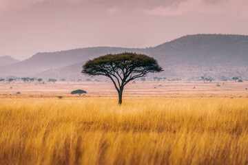 Obraz premium Solitary flat-topped tree standing tall in the golden grasslands of an African savannah with distant hills under a soft pink sky at sunrise or sunset