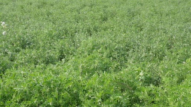 Lentil Plants Swaying Gently in Field Breeze