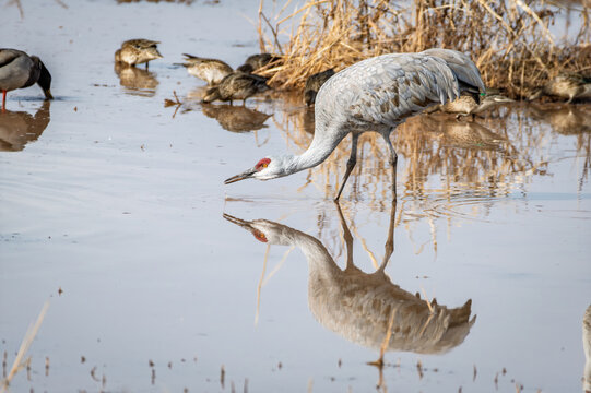 Sandhill crane drinking and reflection