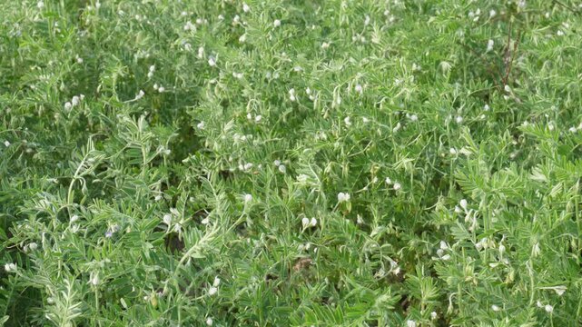 Vibrant green lentil plants growing in agricultural field