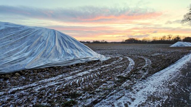 Covered sugar beet clamps on rural field after frost at dawn beneath colorful sky winter landscape