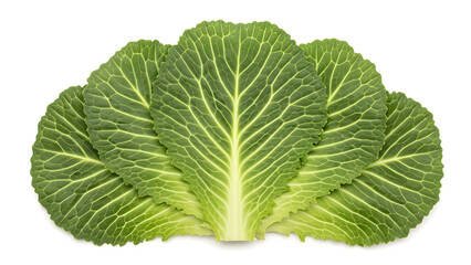 fresh green cabbage