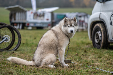 Musher's Husky champion resting before the race