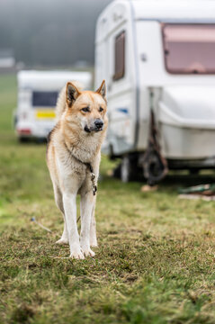 Musher's dog standing near caravans before the race