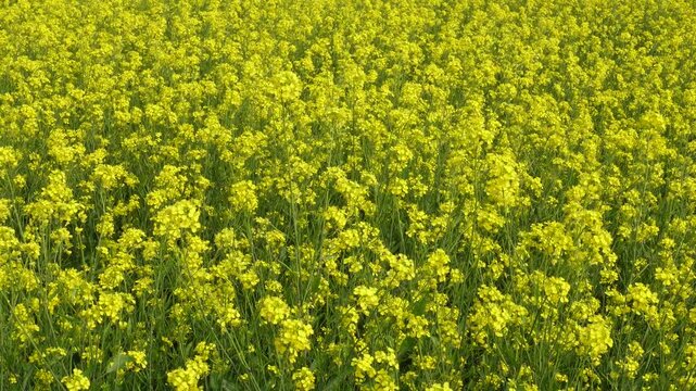 Expansive blooming mustard field bursting with yellow flowers