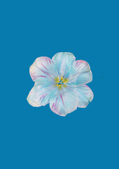 abstract blue tulip on blue background