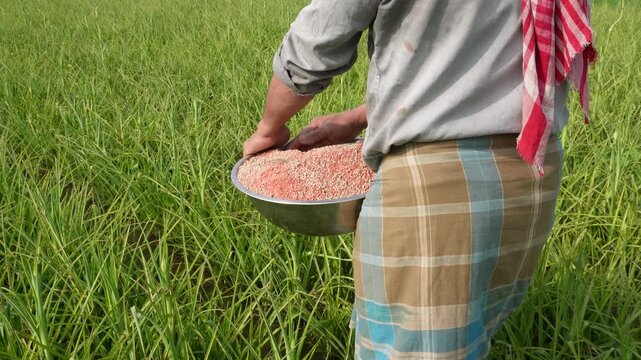 A farmer holding a bowl of granular fertilizer for spreading into the field