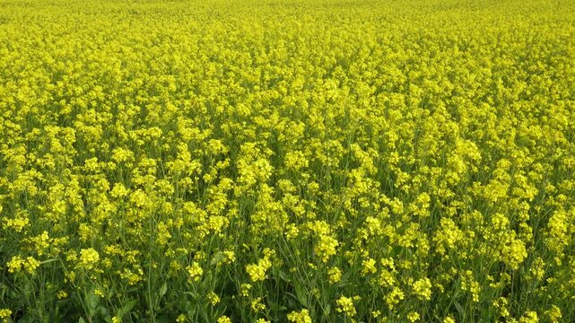 Blooming yellow mustard field landscape in India