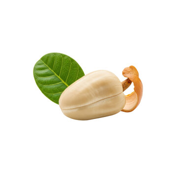 Cashew nut with shell and leaf