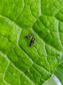 Close-Up of Thrips on a Green Leaf