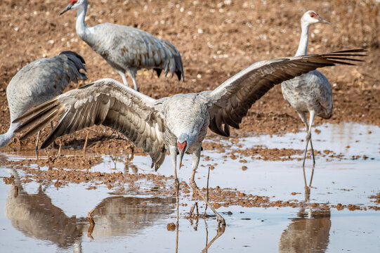 Sandhill crane spreading wings while wading
