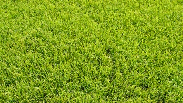 Lush green grass field top view texture
