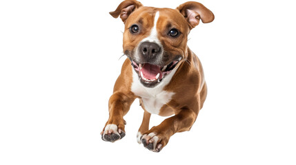 Obraz premium Jumping happy dog in a playful pose isolated on a white background